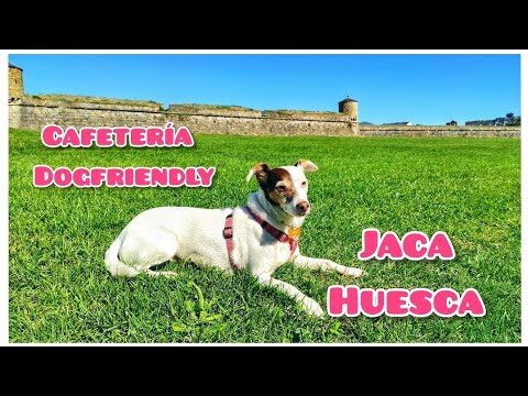 Los Mejores Restaurantes en Jaca: Una Guía Imperdible