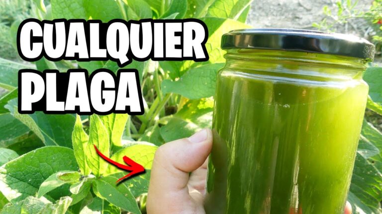 Guía para Comprar Alimentos Ecológicos en Monzón