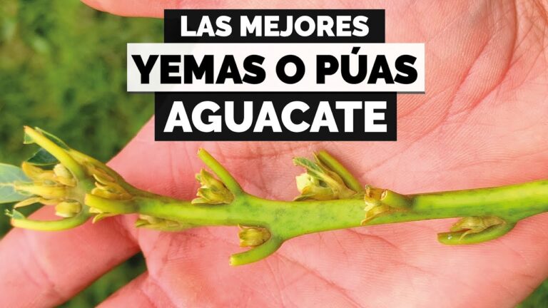 Cursos de Idiomas para Adultos en Jaca: D&oacute;nde Encontrarlos