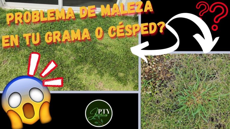 D&oacute;nde encontrar productos para el cuidado de mascotas en Monz&oacute;n