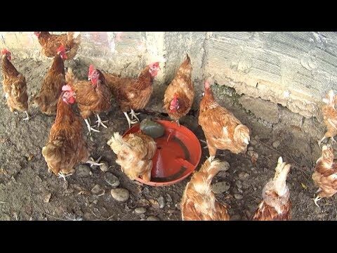 Gu&iacute;a para Comprar Productos de Cultivo Hidrop&oacute;nico en Ayerbe