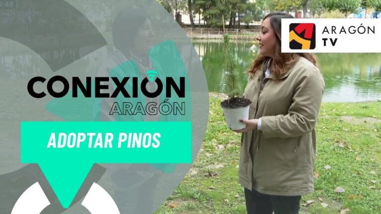 Mejores lugares para donar ropa en Bolea